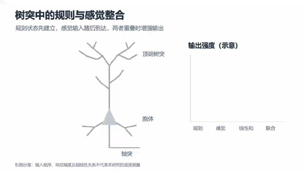 颠覆认知！单个神经元就能完成高级认知计算