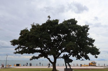 青岛海边的“童话感”大树