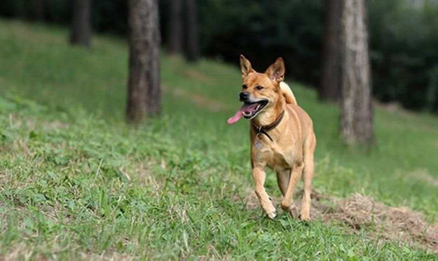 多地為何禁養中華田園犬馴犬師稱或因該品種基因不穩定