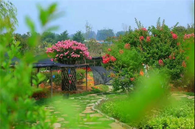 赏美景何必远行!青岛一大批观光苗圃免费开放等您观赏