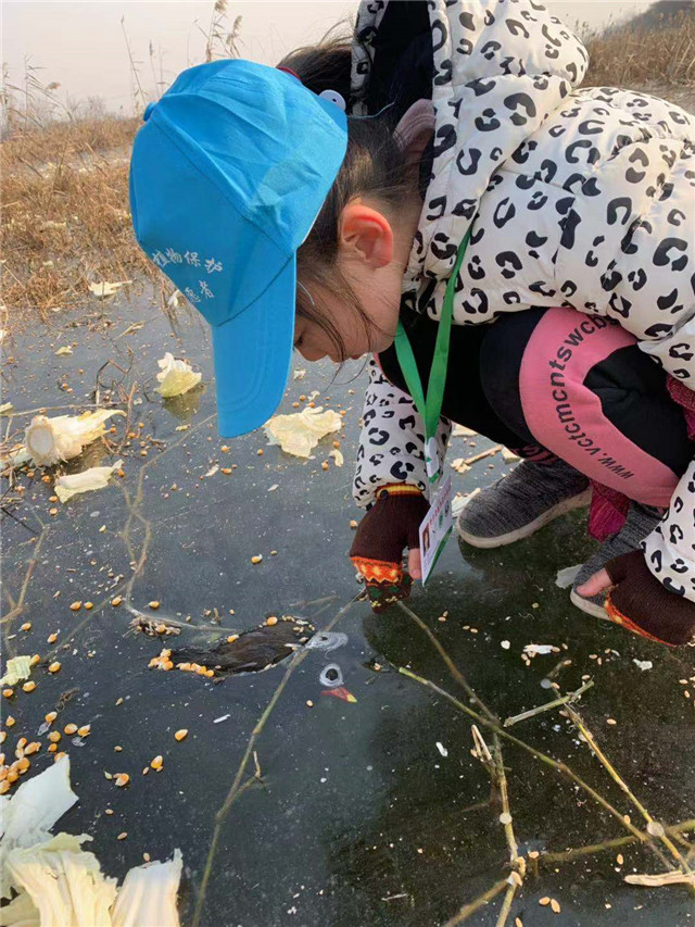 城阳区第二实验小学的志愿者袁语晨表示"天气这么冷,冻住了河面,鸟儿