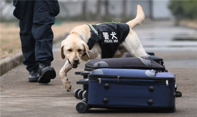 警犬皮特备战春运