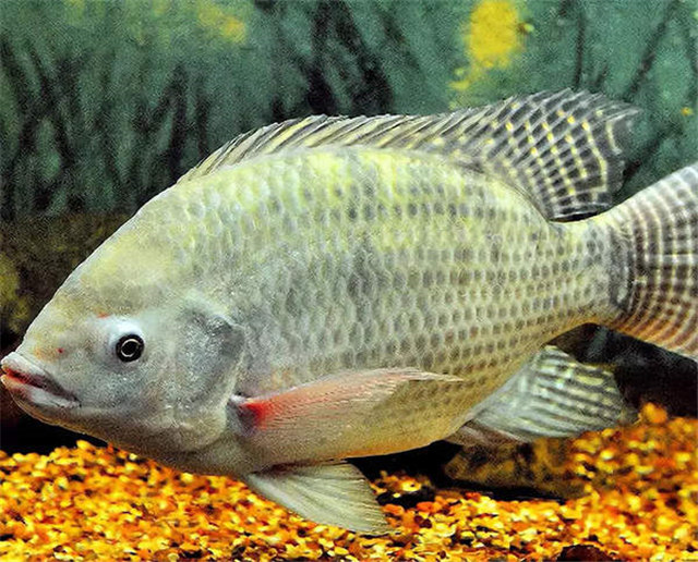 疑似凶猛入侵物种现广州白云湖将极大威胁土著鱼类