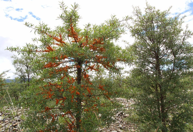 次仁顿珠介绍,能取得这样的成绩,和来自山东的援藏干部的努力分不开.