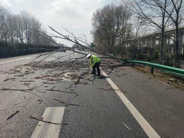 大风刮过大树横卧高速交警忙活坏了