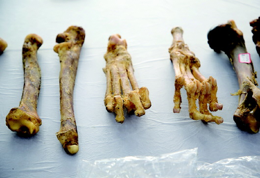 海关缉私警察查获的虎骨.