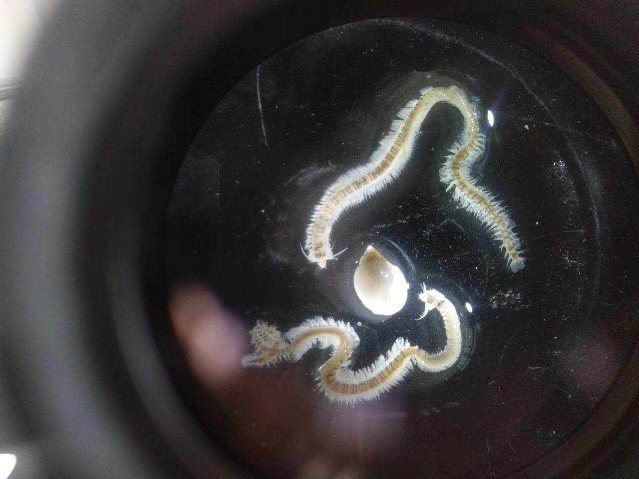 奇幻大片!他在实验室给海底动物拍"写真"