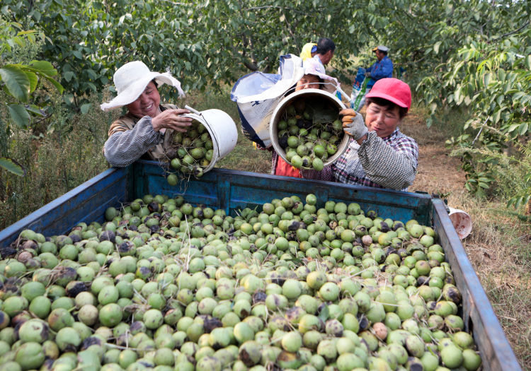 胶州普集镇千亩核桃丰收白露时节晾晒忙