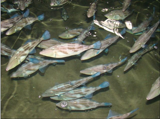 生长五个月游上餐桌当网红一养百万尾全国都爱咱青岛的这个鲀