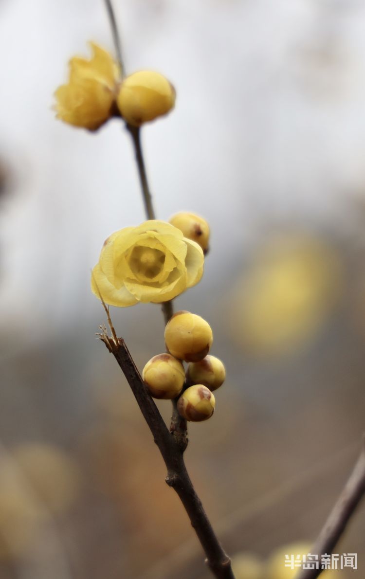 小寒时节腊梅盛开