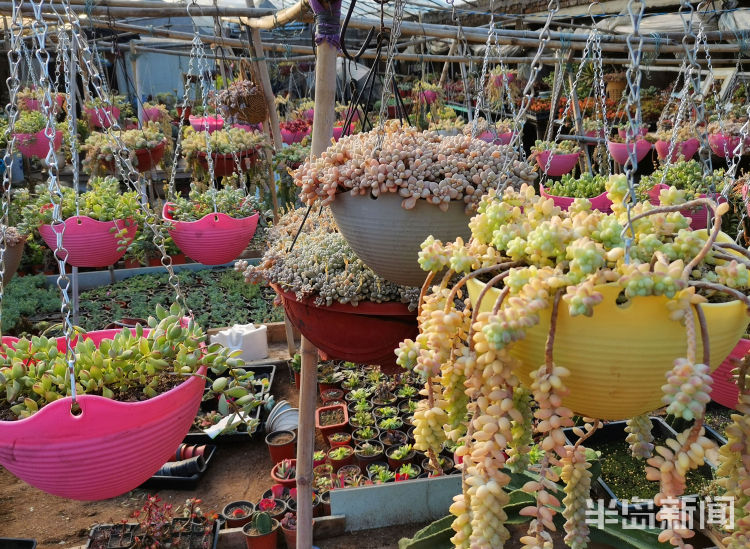 青岛不少花卉市场已营业 多肉植物成开张主角