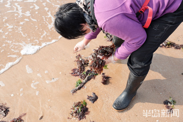 青岛市石老人海水浴场附近市民拾海菜接受大海的馈赠