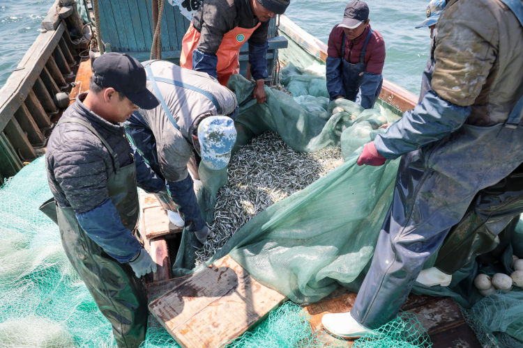 一天三次出海打捞面条鱼 西海岸琅玡镇渔民抢收这一季最后的鲜美