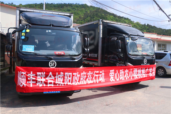 城阳区与顺丰携手共拓樱桃销售渠道政企合力助农