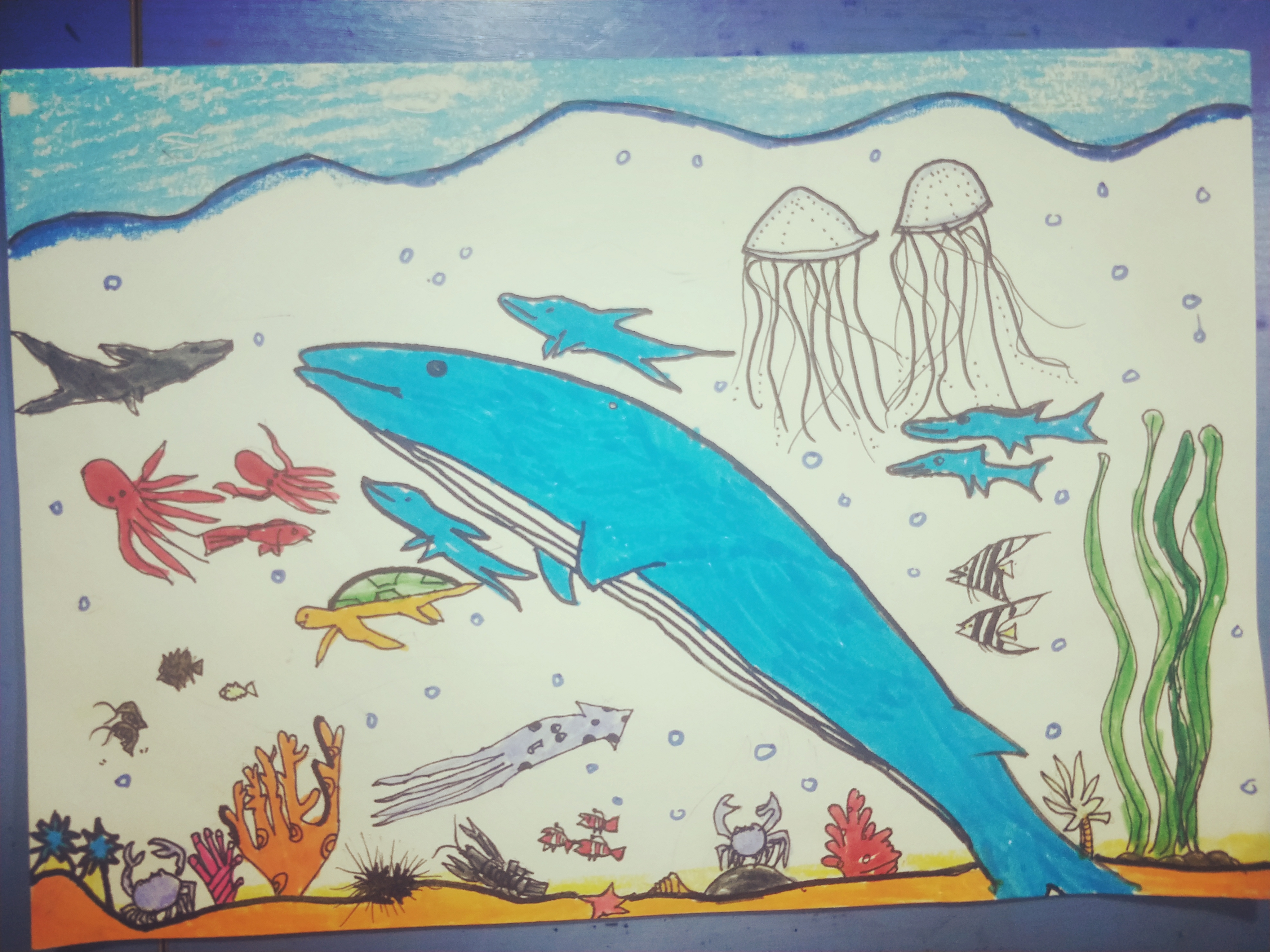 海洋公园绘画作品图片