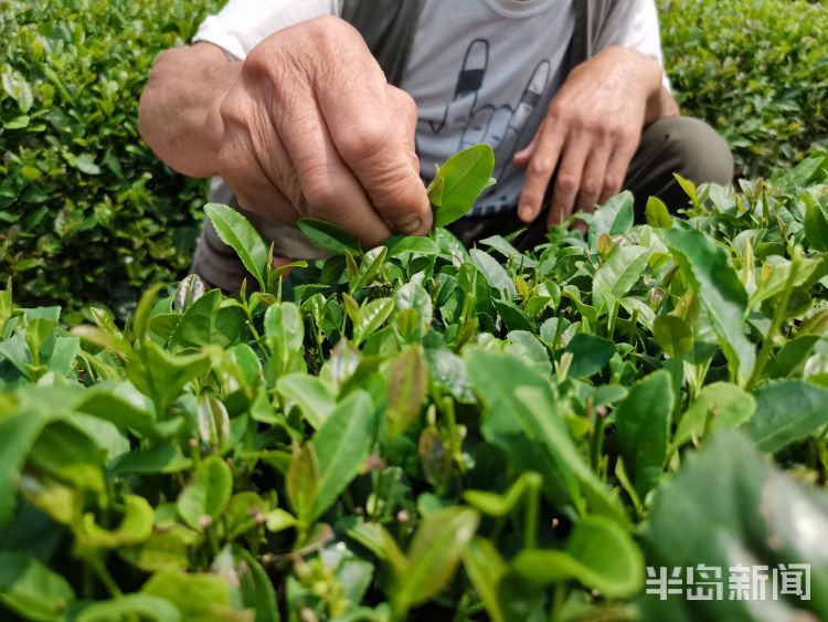崂山区北宅街道雨后采叶忙