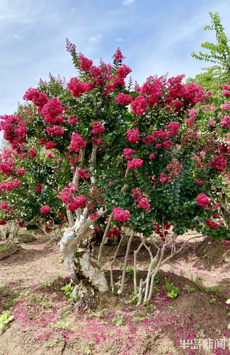 市民在紫薇园赏花世界濒危植物大树——对节白腊青岛紫薇园负责人邵林