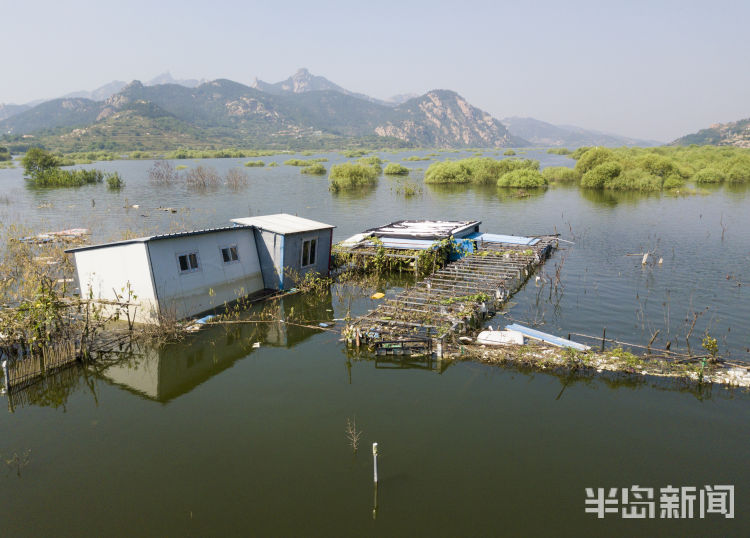 崂山水库水位上涨明显:库底柳树被淹没只见树冠