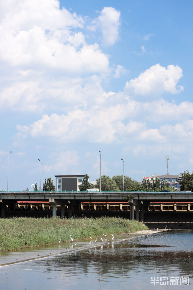 城阳区白沙河下游水鸟乐园