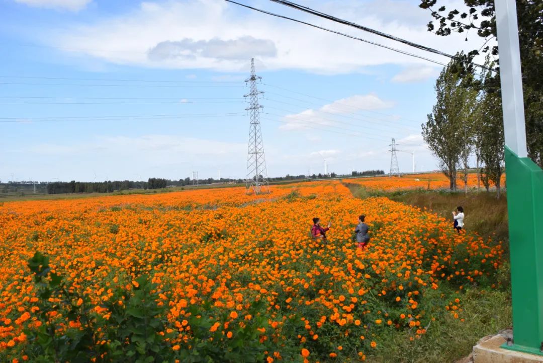 莱西马连庄采摘节开幕式圆满举行活动持续到10月12日记得去打卡