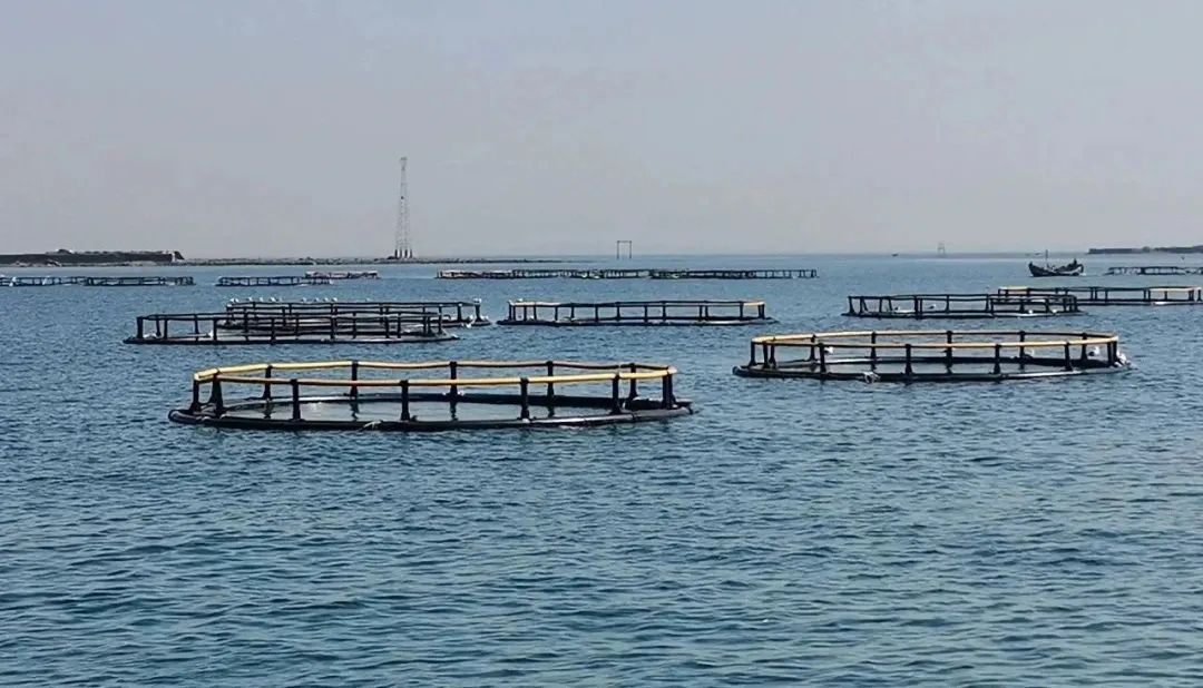 打造"生态银行" 建设"蓝色粮仓" 青岛西海岸新区:海洋牧场长出"金饭碗