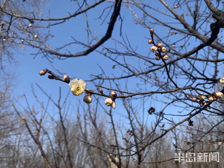 莱西梅花山公园:春风催梅开