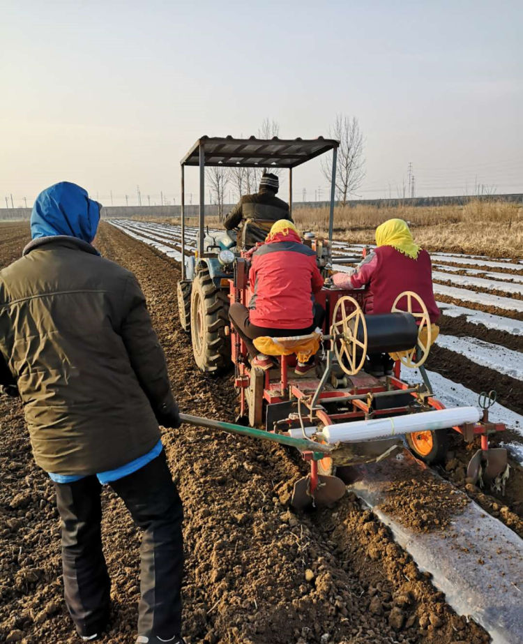 不负春光 春耕忙④|即墨蓝村:机械化种植 4天播种140亩土豆