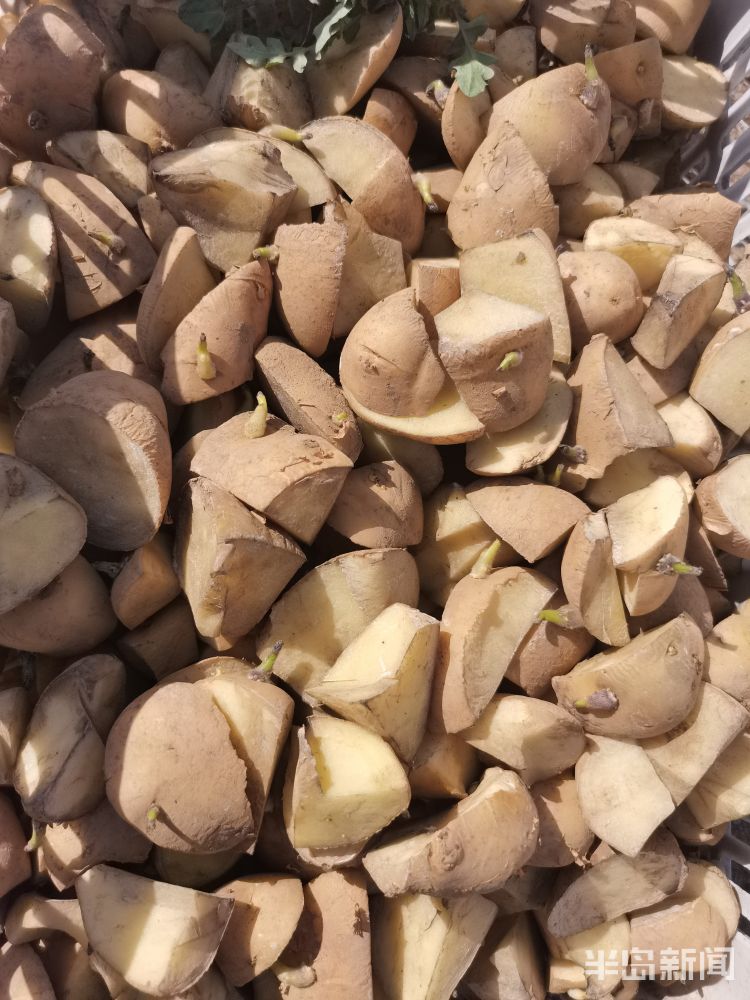 种土豆,正当时!