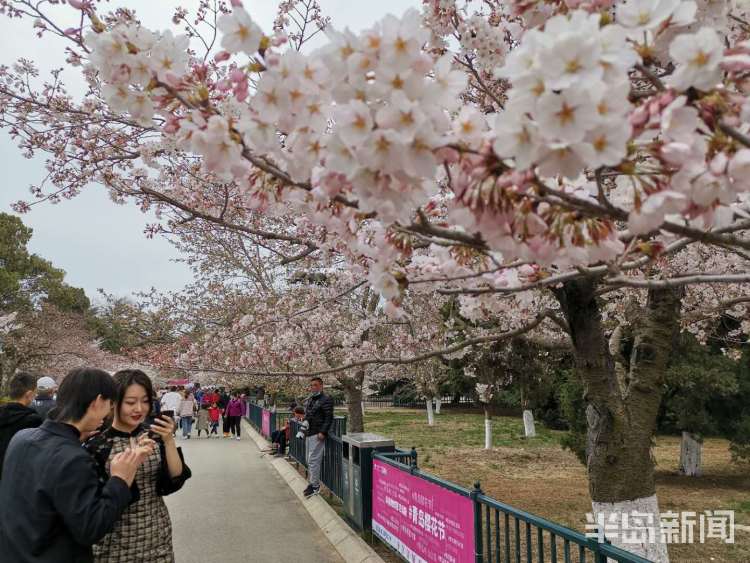 青岛首届樱花节在中山公园开幕今年你陪谁来