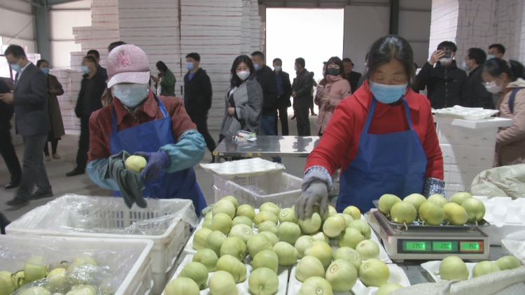 马连庄甜瓜种植面积达3万多亩!