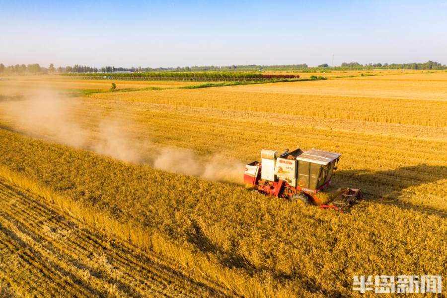 即墨区麦田丰收金粒归仓