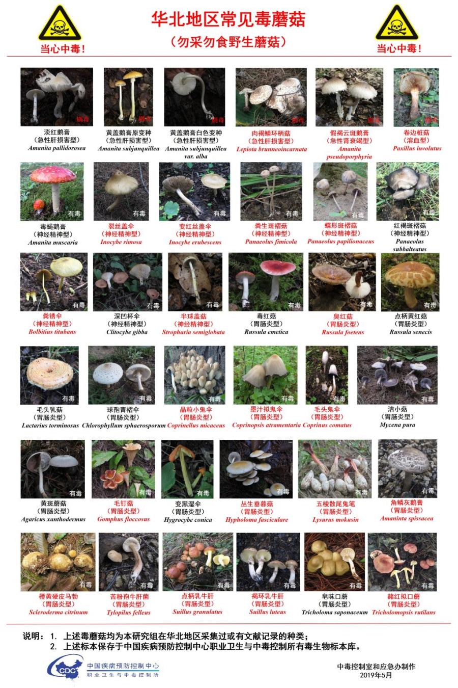 红伞伞白杆杆毒蘑菇你别馋馋青岛地区常见的毒蘑菇有这些