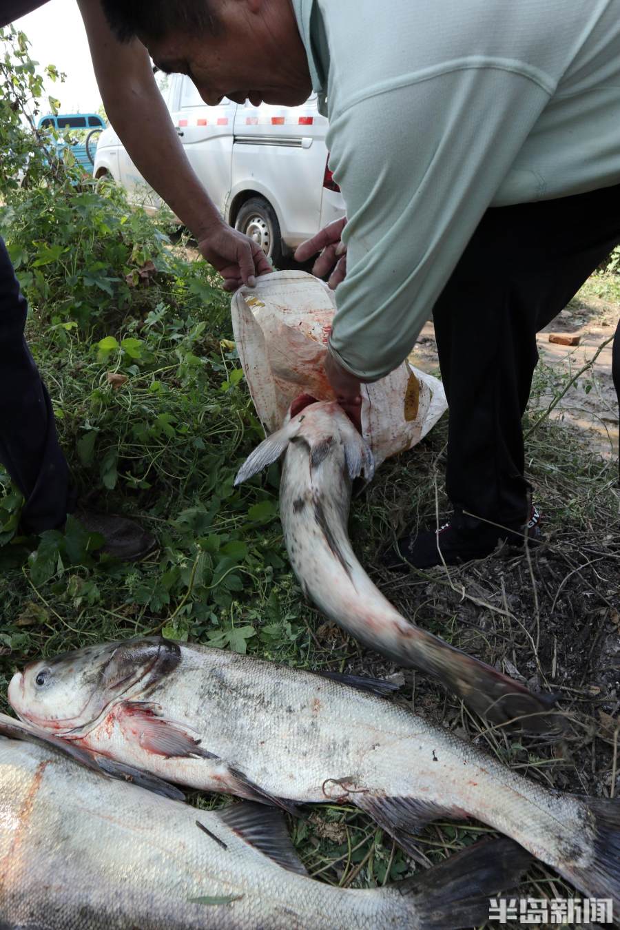 上午关闸后,河道里如同上演捕鱼节,为了捕大鱼许多市民冒险下到河里,1