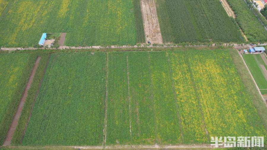 两亩地起家种出大产业 从日韩到青岛小区都有这个"屯"