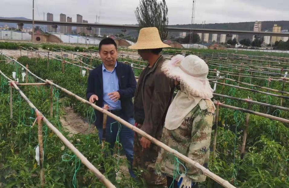 纪国才扎根农田23载把马家沟芹菜种进黄土高原