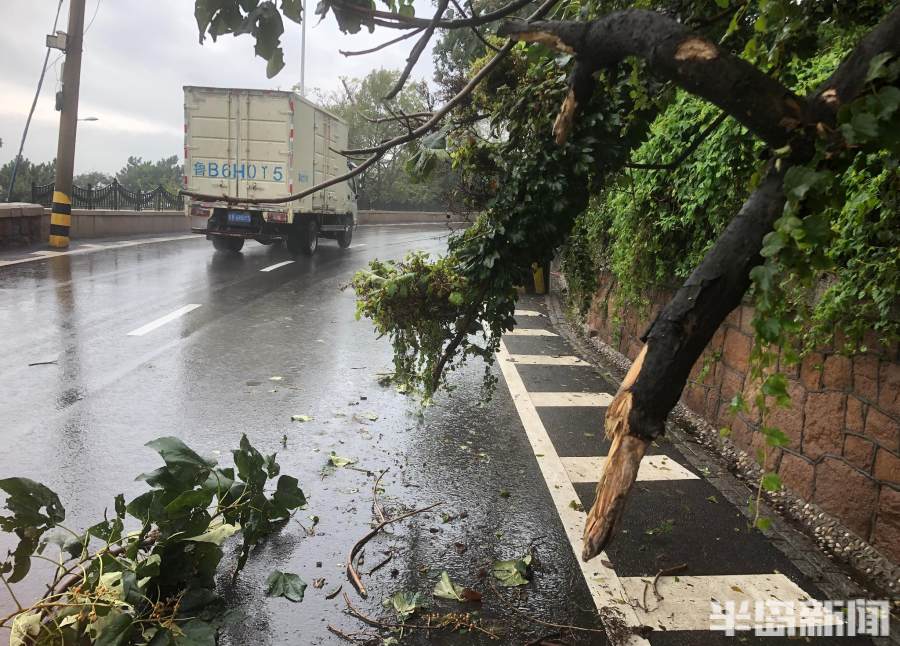 鱼山路附近一棵靠墙树木树枝断裂 过往车辆需绕行-半岛网
