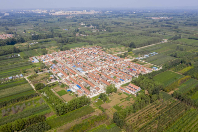 青岛西海岸新区泊里镇米家庄:旱稻喜丰收 田间机割忙