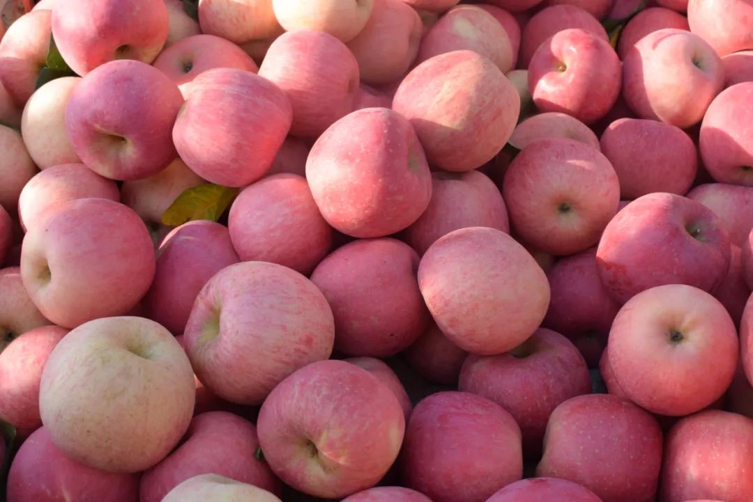 11月6日,河头店镇苹果"云采摘"直播一定要看!精彩,有趣,还好吃!-半岛