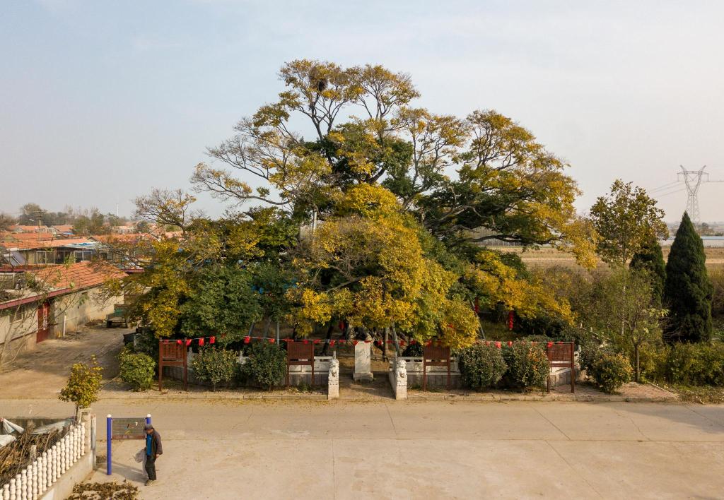 古树寻访记④丨莱西市姜山镇西三都河村六百年古树二百年老宅点亮乡村