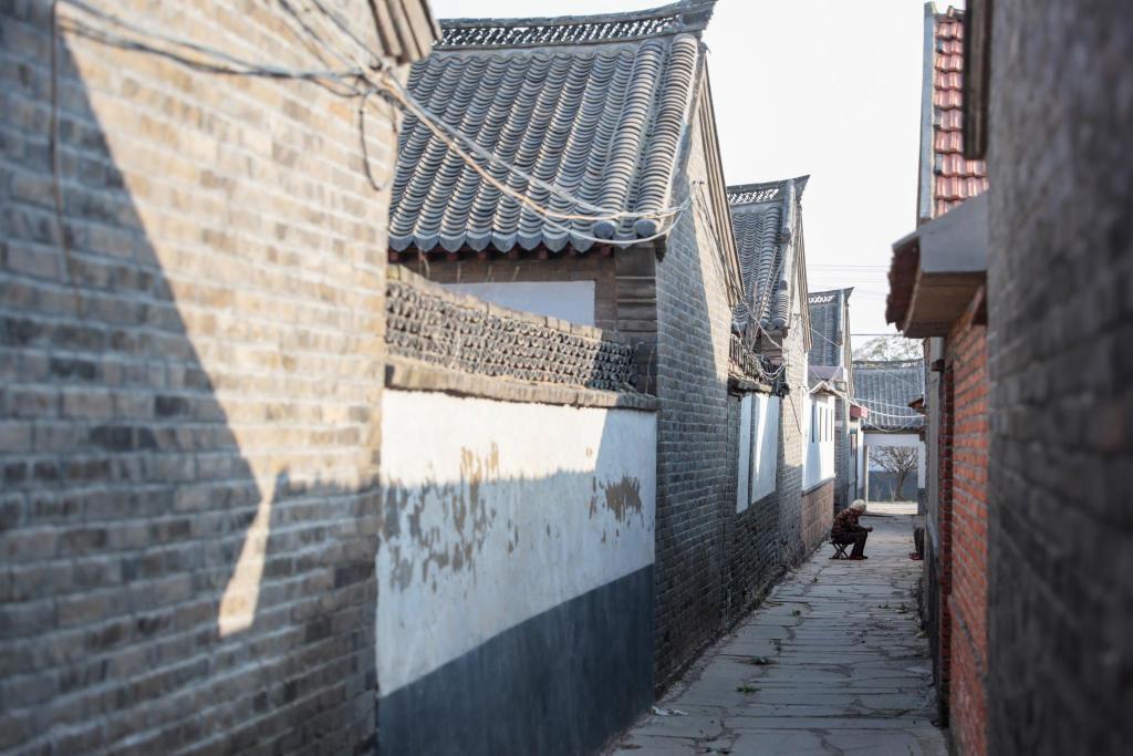 古树寻访记④丨莱西市姜山镇西三都河村六百年古树二百年老宅点亮乡村