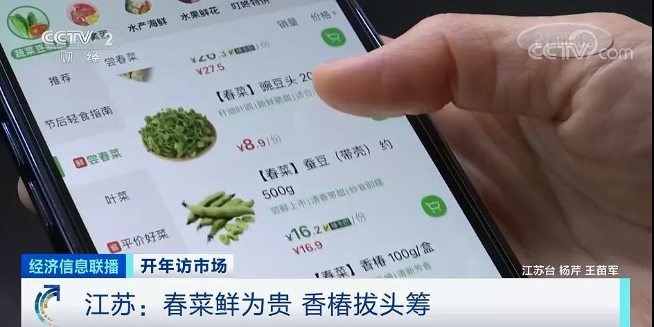 车厘子树苗批发价格及图片