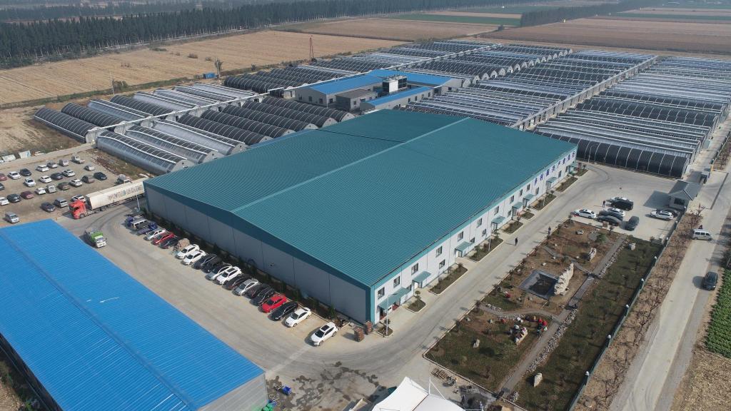 平度市蓼兰镇串串菌菇撑起乡村振兴致富伞