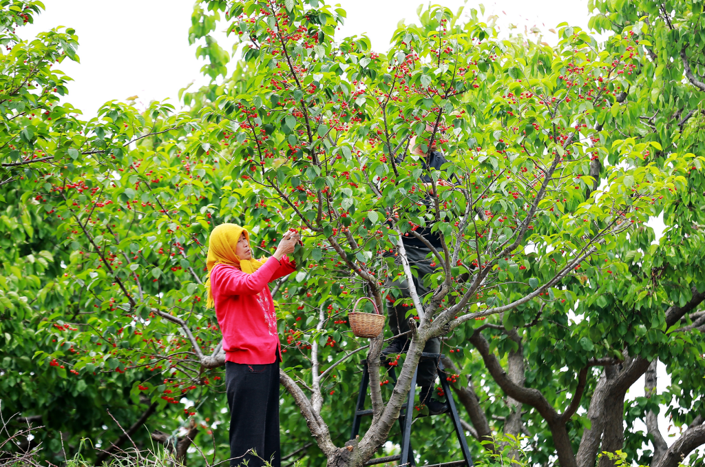 甜度加倍!城阳山色峪4000亩红樱桃迎丰收 进山游玩采摘正当时