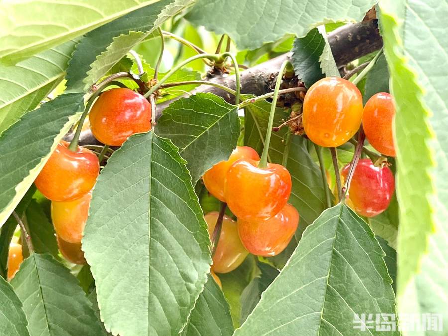 小樱桃下市,大樱珠陆续成熟、接力采摘-半岛网