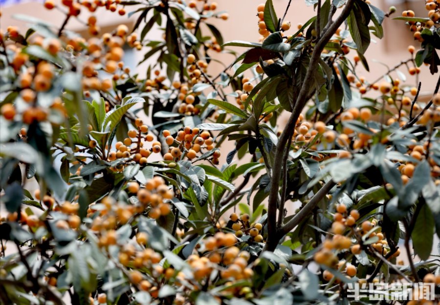 偶遇“南方树”,它的果子你熟吗?-半岛网