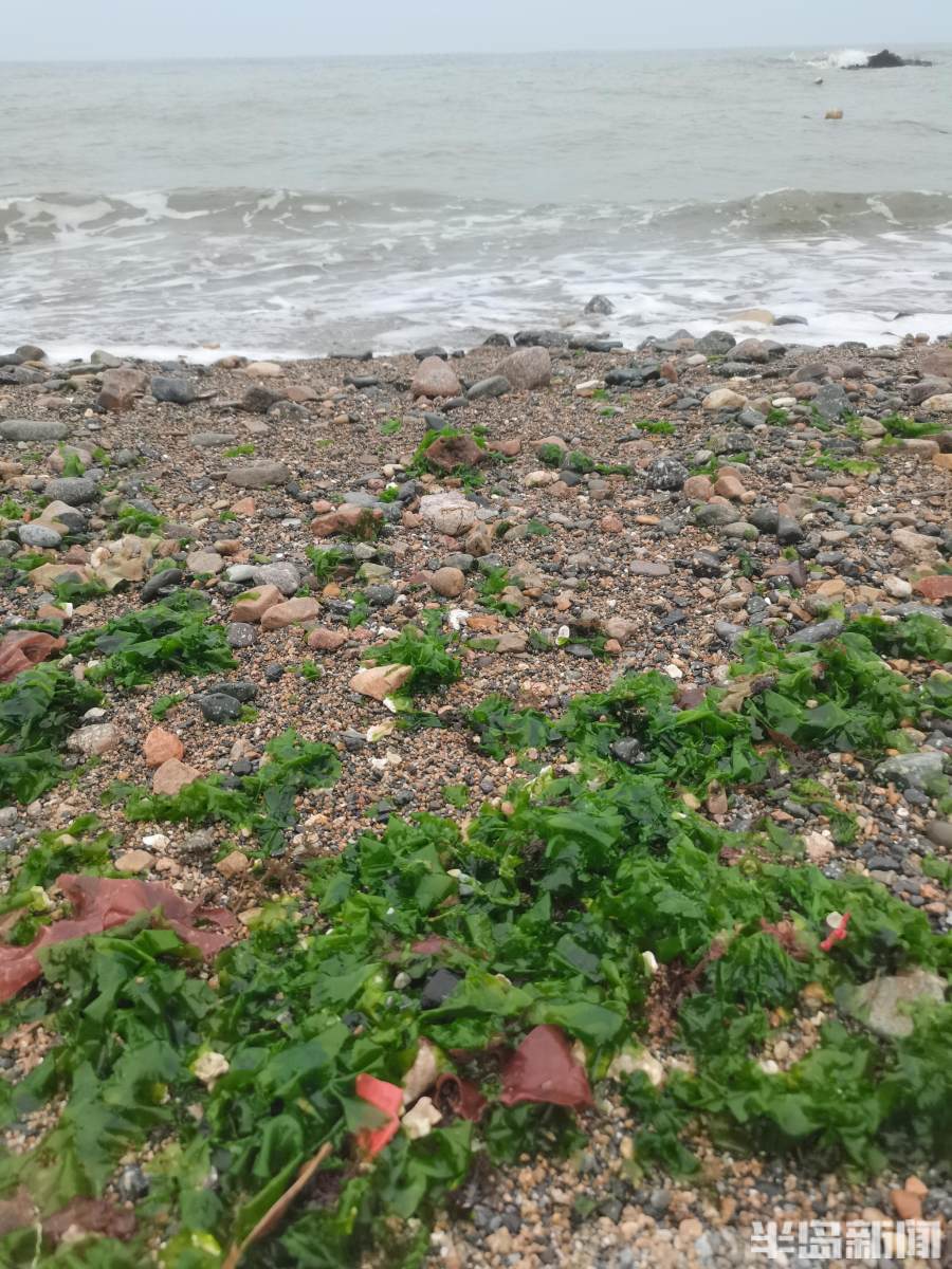 青岛:大量海菜被海浪冲上岸