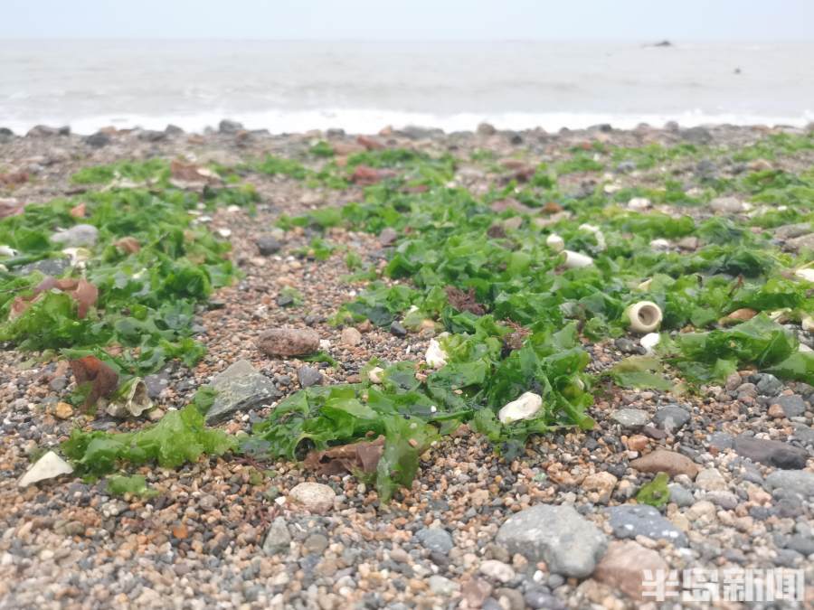 青岛:大量海菜被海浪冲上岸