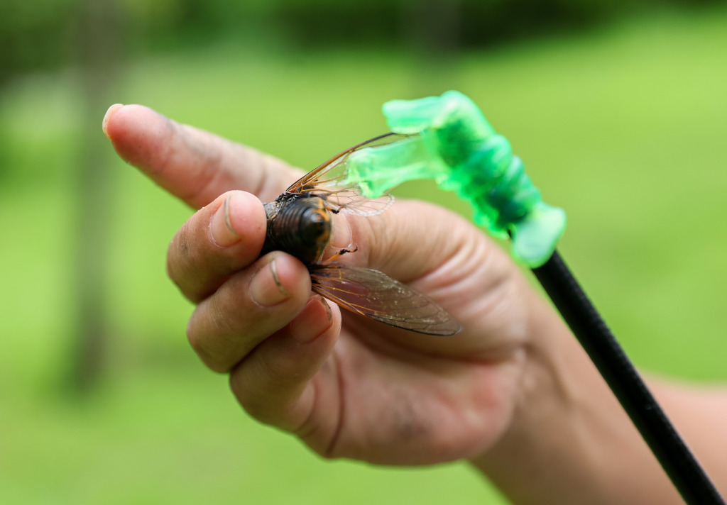 李村河粘知了回味童年乐趣