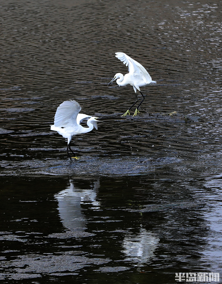 张村河畔白鹭飞-半岛网