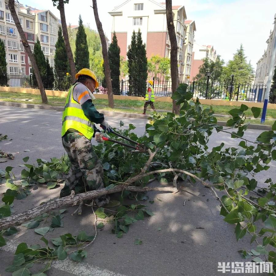 高标准，细打磨！城阳区河套街道精细化修剪树木，为城镇添彩提靓-半岛网